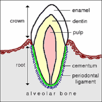 Tooth Anatomy - Colorado State University