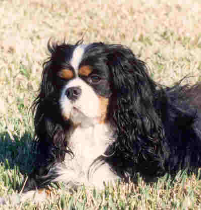 CavalierHealth.org Copyright � 2004 Blenheim Company