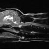 Copyright � 2007 Long Island Veterinary Specialists