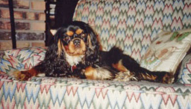 CavalierHealth.org Copyright � 2004 Blenheim Company