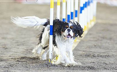 CavalierHealth.org Copyright � 2004 Blenheim Company