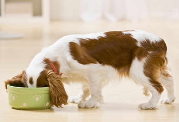 Cavalier chowing down