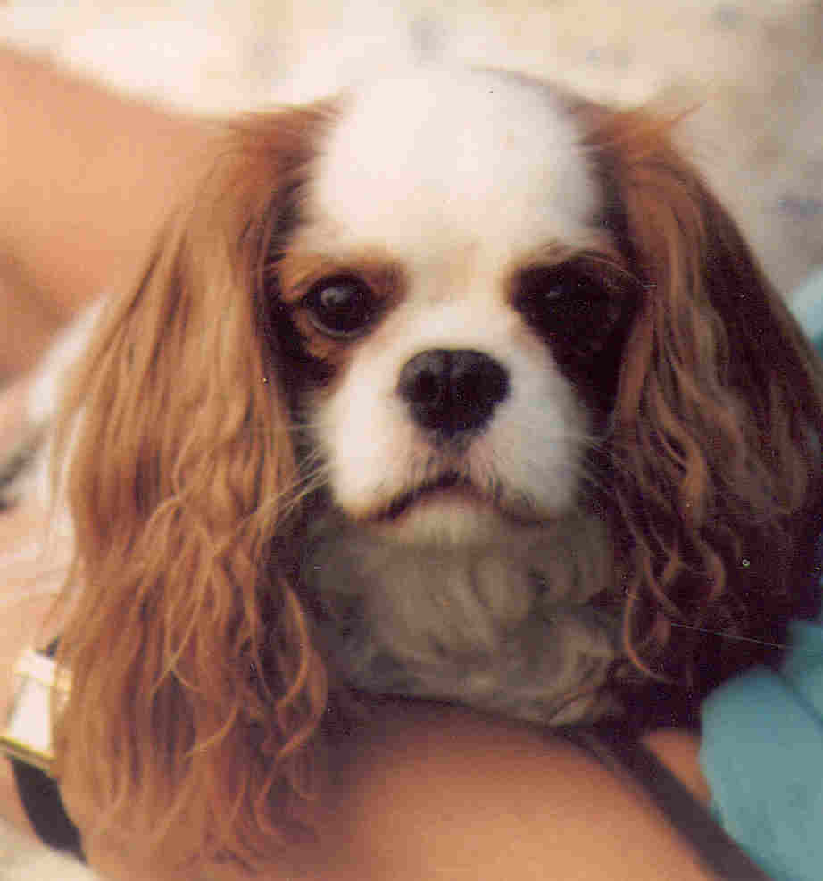 cavalier