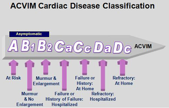 ACVIM Stages of MVD