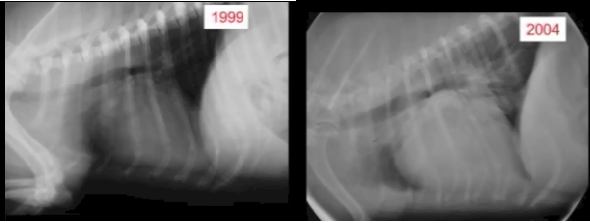 Boswood radiographs 11999 & 2004