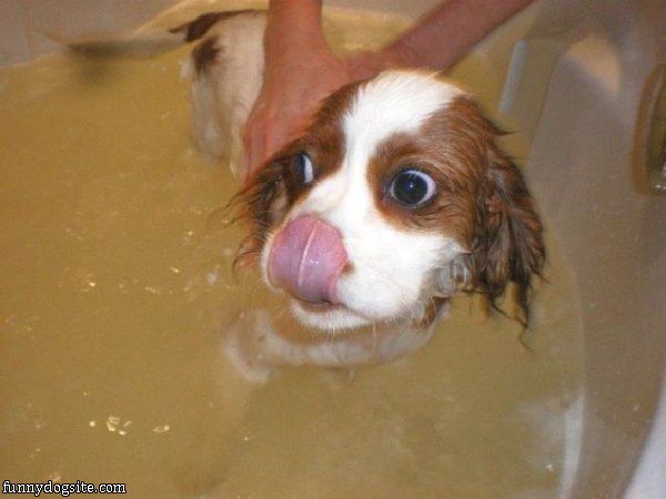 Cavalier Bath Time