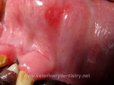 Chronic Ulcerative Paradental Stomatitis - Veterinary ...