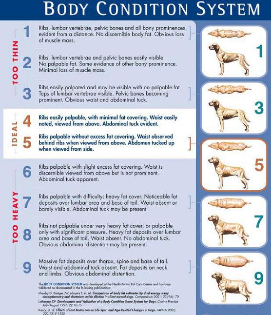 Dalmatian Diet Chart