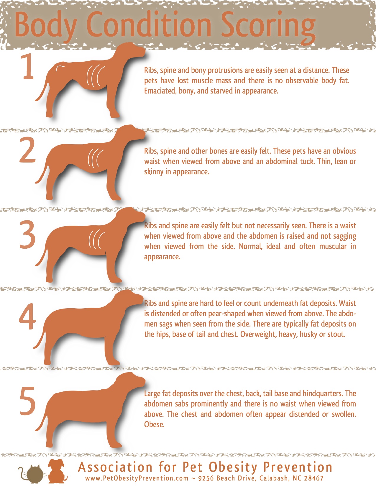 Dog Position Chart