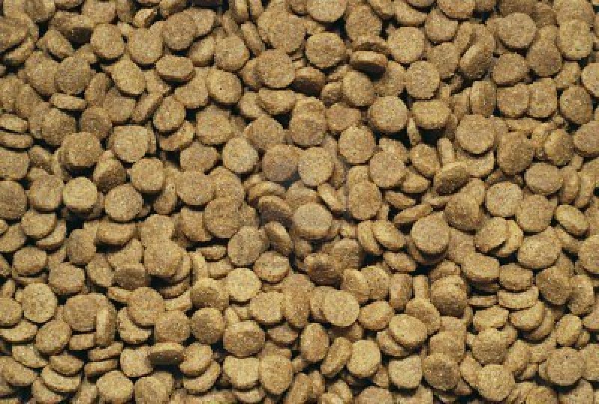 Get 10 best dog food choices