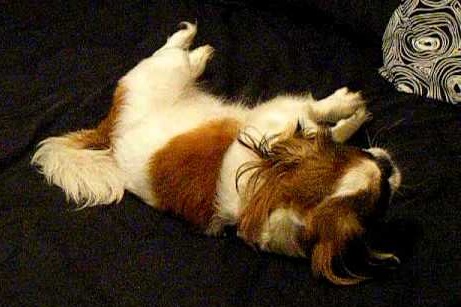 Epilepsy And The Cavalier King Charles Spaniel,Thai Green Curry Recipe