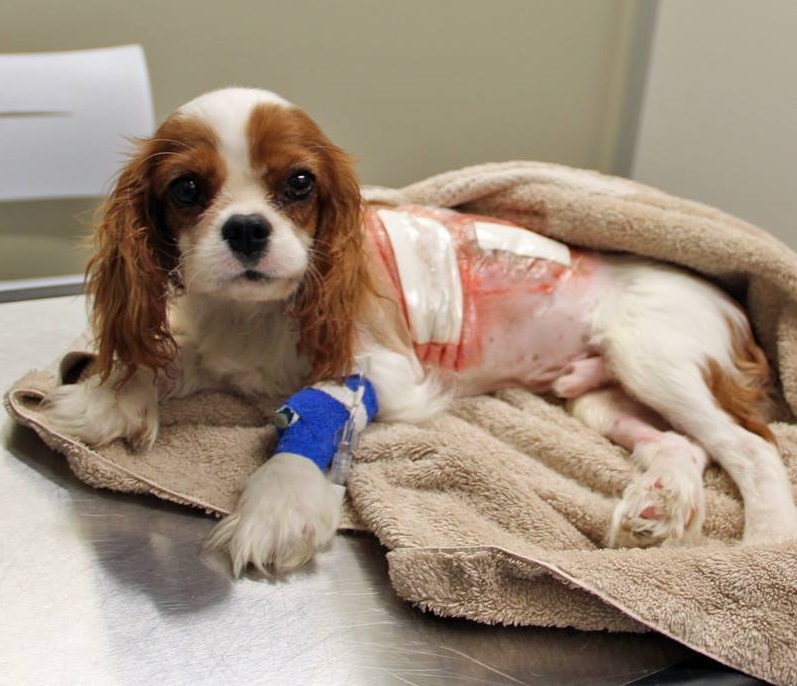 Cavalier Noah after heart surgery