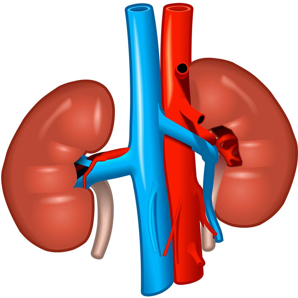 Canine Kidneys