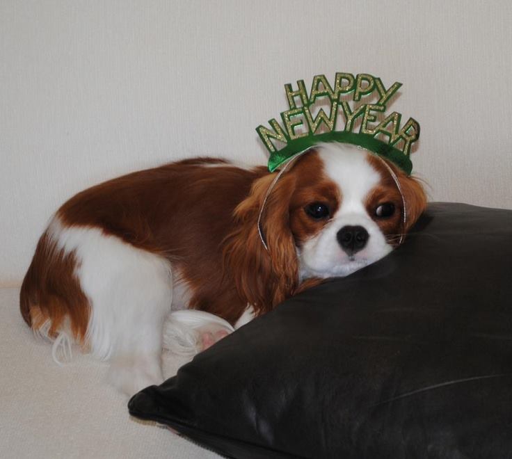 New Year's Cavalier