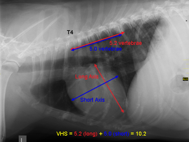 Measuring Vertibral Heart Score