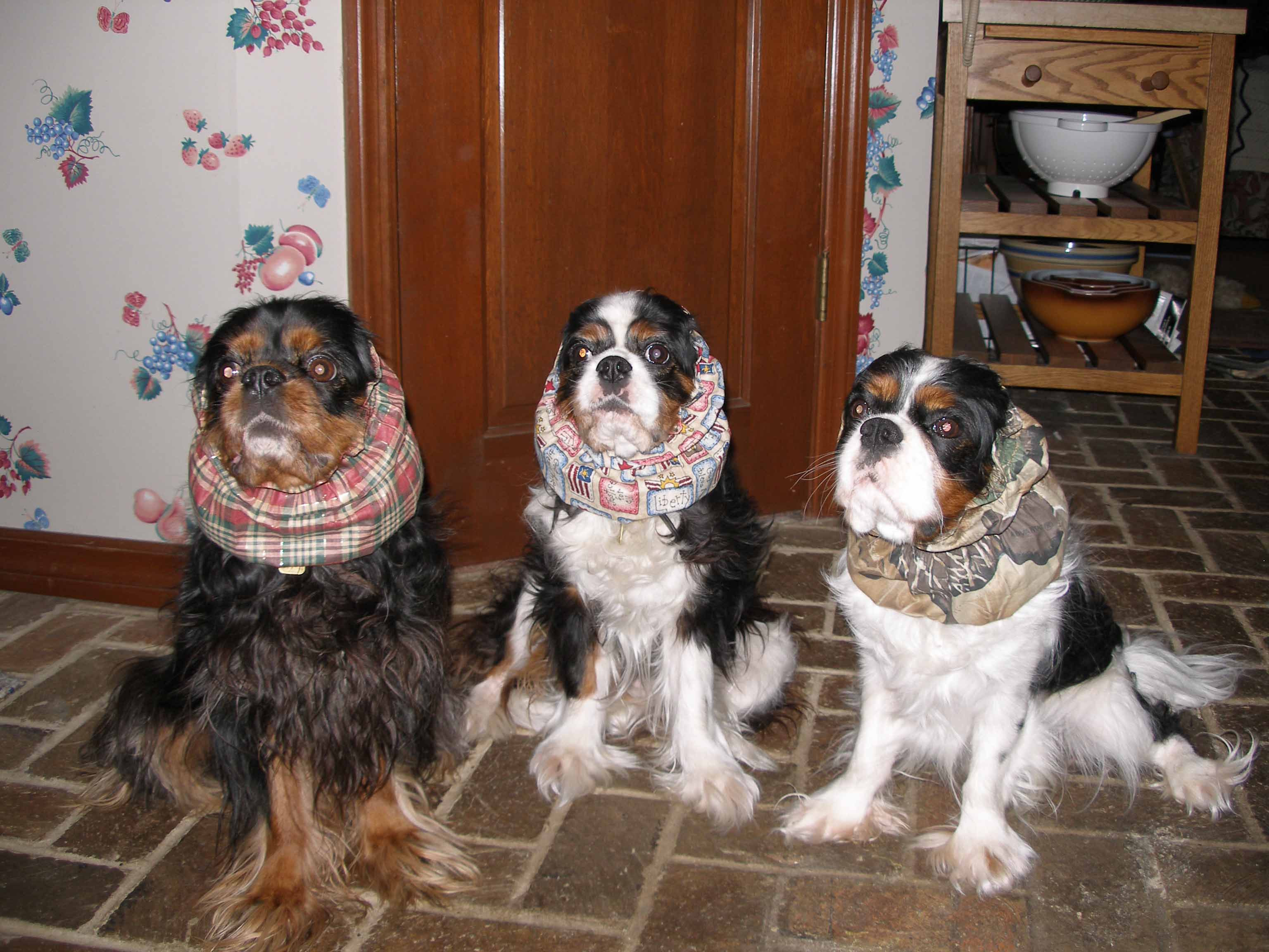 Awaiting dinner is serious business for Cavaliers ~ CavalierHealth.org Copyright © 2004 Blenheim Company