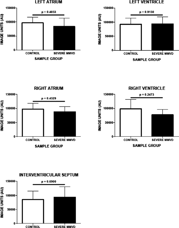 Figure 1: Quantitative corin expression in myocardial tissue in control dogs, and in dogs with congestive heart failure secondary to myxomatous mitral valve disease.