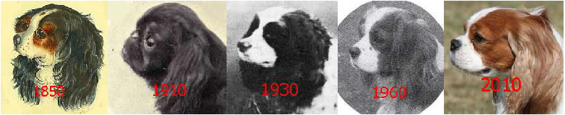 Accordion-Muzzled Spaniels 1850-22010