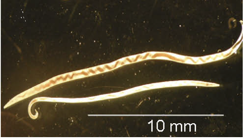Adult female Angiostrongylus vasorum