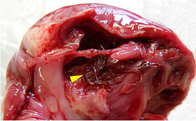 Angiostrongylus vasorum in CKCS heart