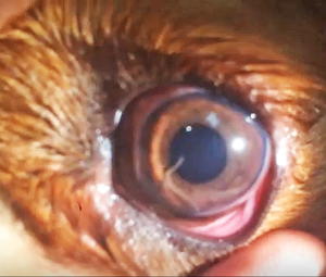 Angiostongylus vasorum in cavalier's eye
