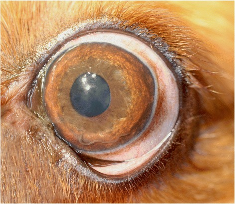 Angiostrongylus vasorum in the eye of CKCS