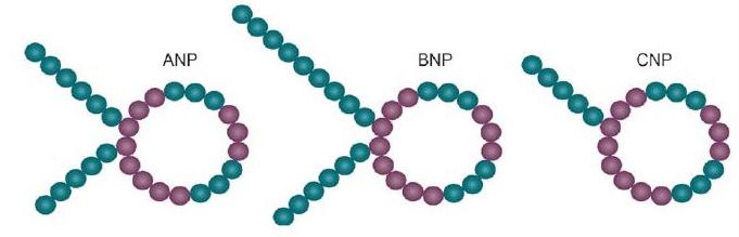 Natriuretic Peptides