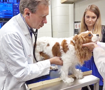 Auscultation of a cavalier