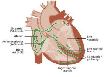 Heart's electrical system