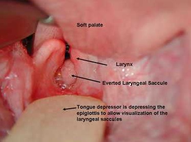 Brachycephalic Airway Obstruction Syndrome