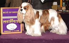 Cavalier Show Dog