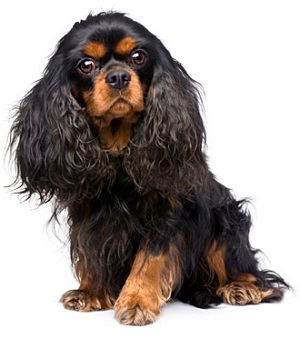 Black-&-Tan Cavalier