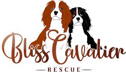 Bliss Cavalier Rescue