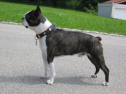 Boston Terrier