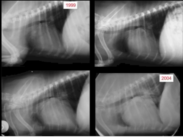 Heart Size Increase Over Time - RVC Photo