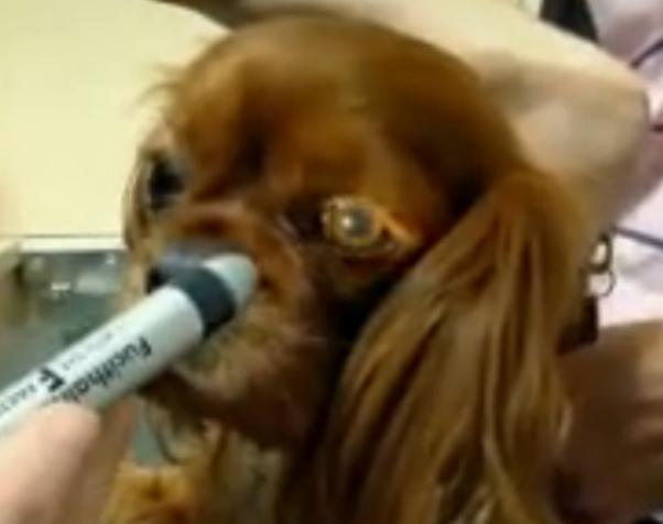 Cavalier's Eyes Being Examined