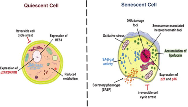 Cells
