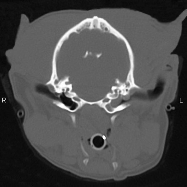 CT scan of CKCS with PSOM