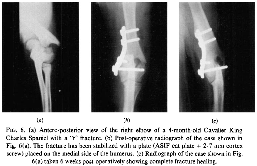 Condylar fractures of the humerus in a CKCS