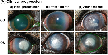 Figure 1 A