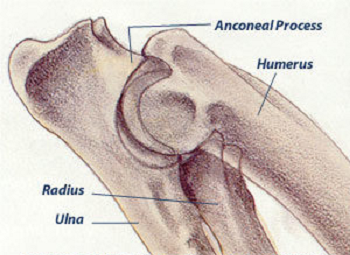 Elbow Diagram