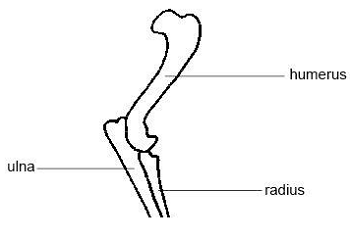 Elbow Diagram