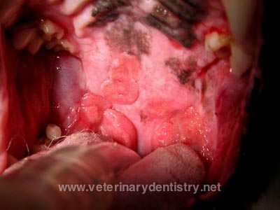 Eosinophilic Granuloma, Stomatitis in a Cavalier King Charles Spaniel Dog