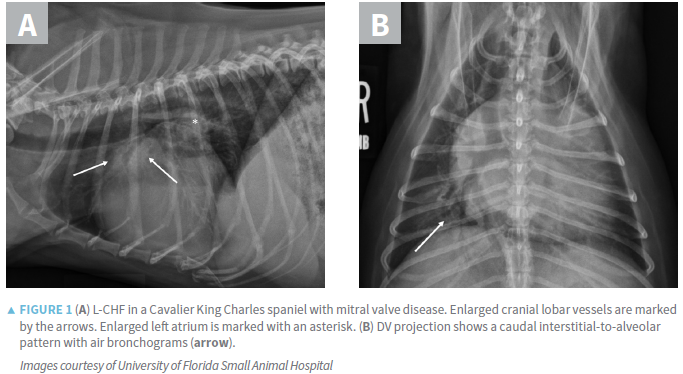 Figure 1A -- Cavalier King Charles Spaniel