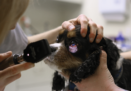 Cavalier Eye Exam