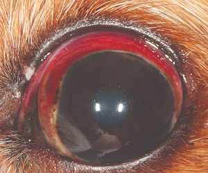 Cavalier with traumatic conjunctivitis
