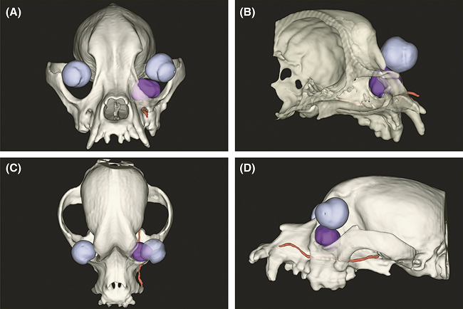 3-D imaging of cavalier cyst