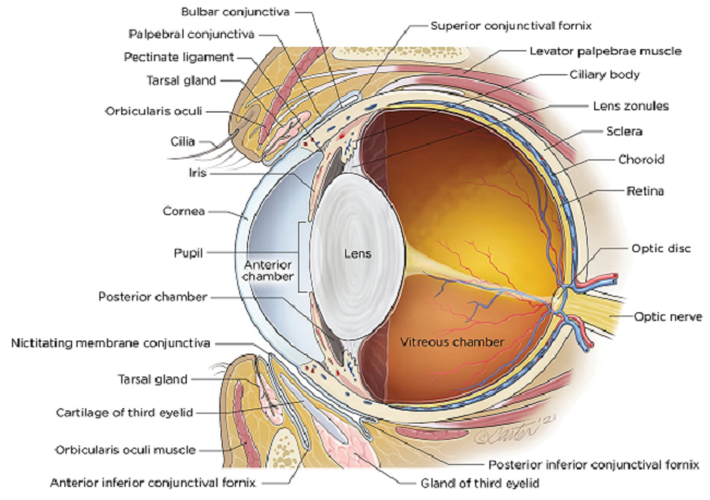 Eye Diagram - © 2021 Kip Carter