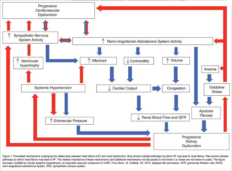 Pathway Of Blood Flow To The Right Kidney Flow Chart