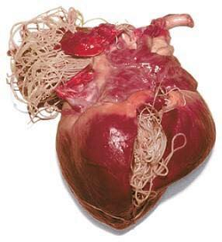 Heartworm Infected Heart